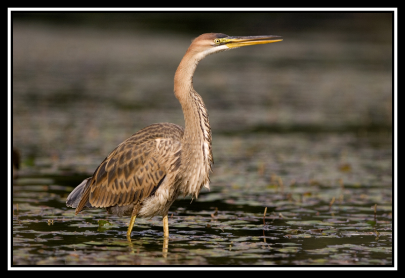 heron pourpre35-border 